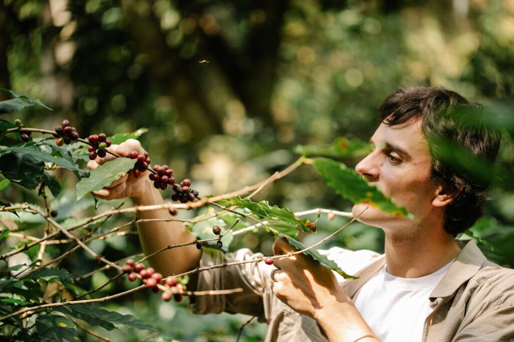 A farmer picking ripe coffee cherries from plants on a lush plantation.