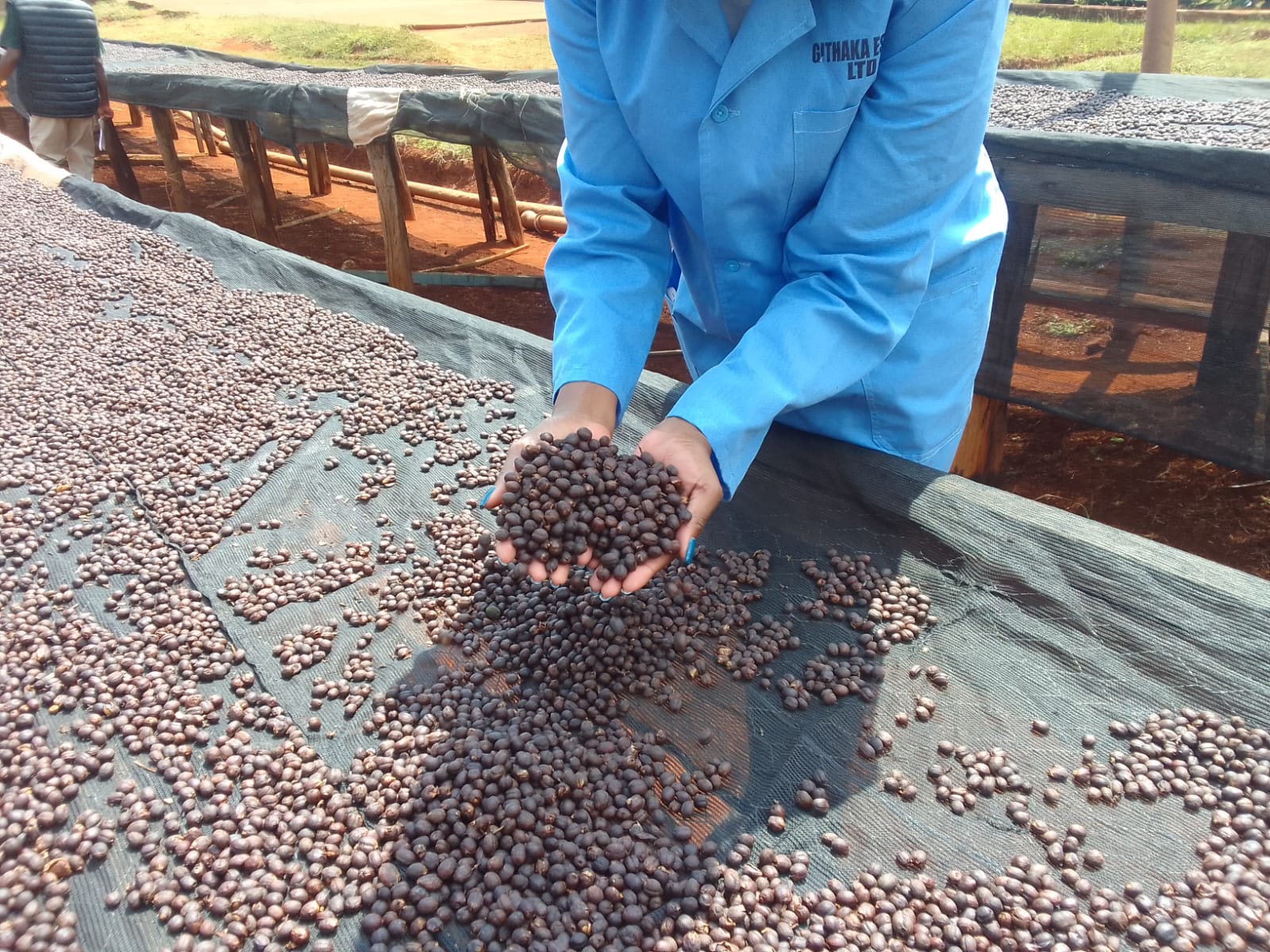 Why More Specialty Roasters